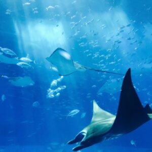 Visite de l'Aquarium dans l'ancien fort Saint Jean Baptiste