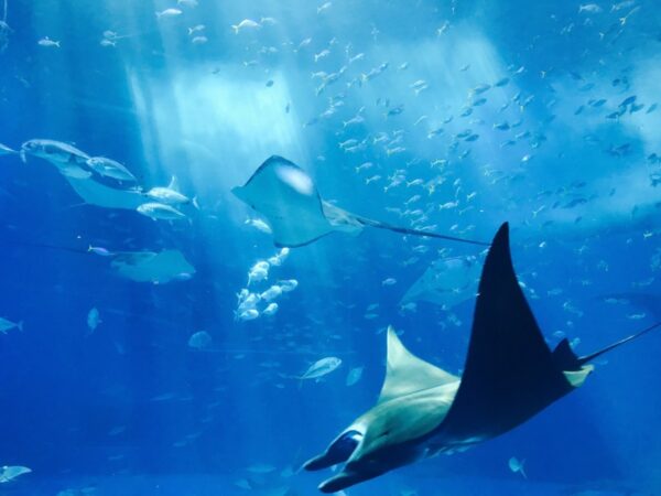 Visite de l'Aquarium dans l'ancien fort Saint Jean Baptiste