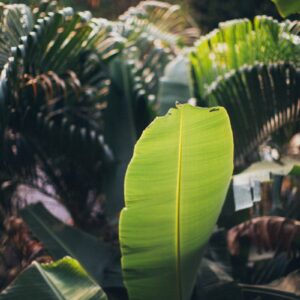 Entrée et visite des jardins de la Quinta Monte Palace