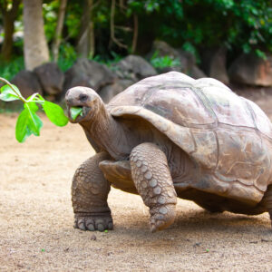 Participation au voyage de noce