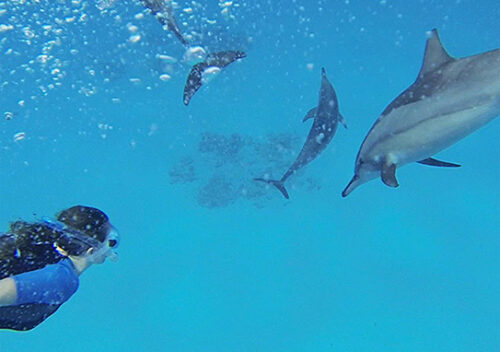 femme nageant avec des dauphins