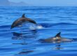 Observer dauphins