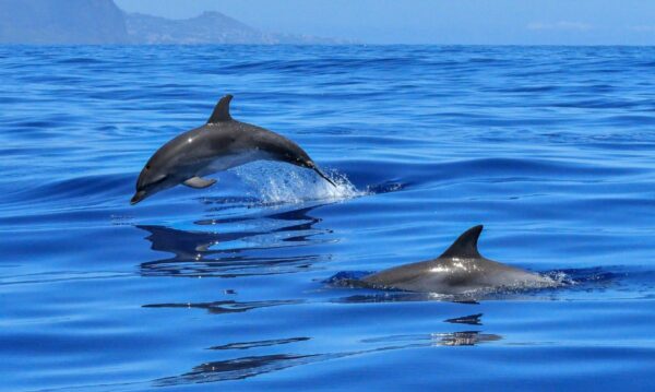 Observer dauphins