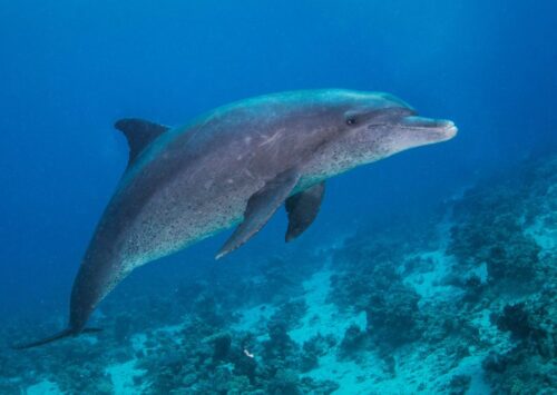 Observer dauphins