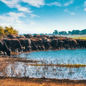 Safari Afrique