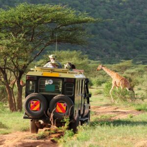 Safari sud Afrique