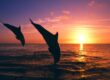 réserver plongée avec dauphins
