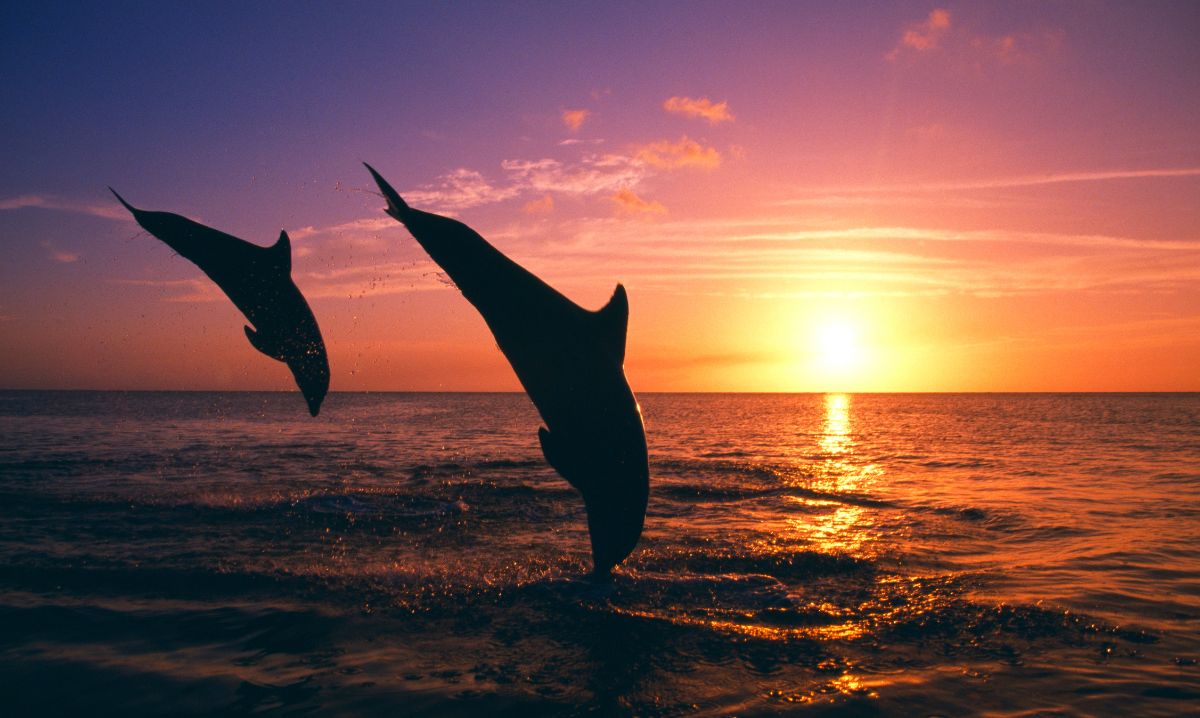 comment réserver plongée avec dauphins réserver plongée avec dauphins