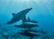 observer dauphins