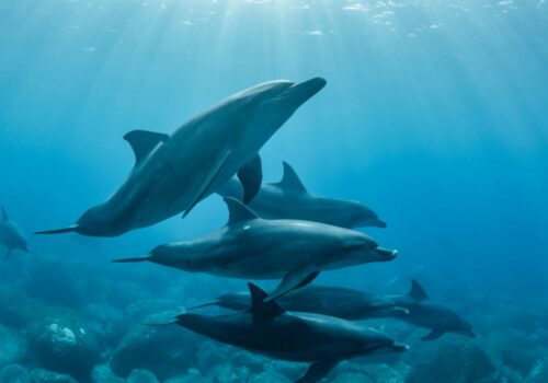 observer dauphins