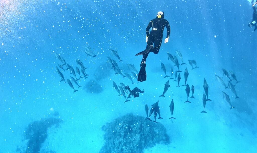 nager avec les dauphins