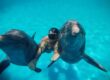 règles conseils pour nager avec les dauphins