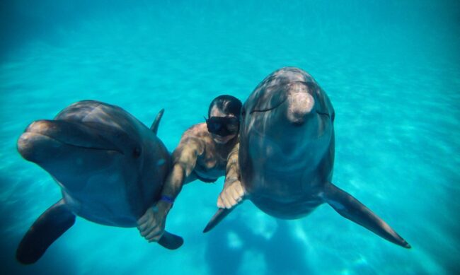 règles conseils pour nager avec les dauphins règles conseils pour nager avec les dauphins