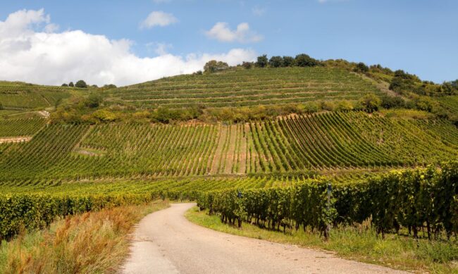 road trip route des vins Alsace