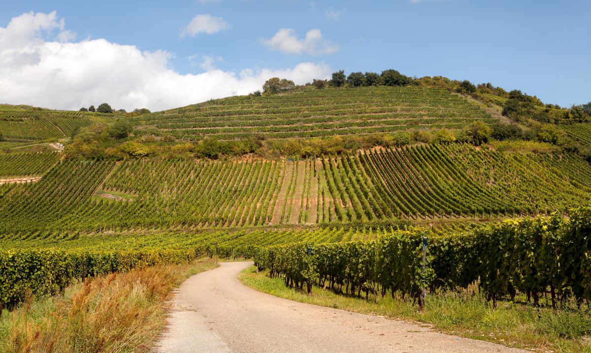 road trip route des vins Alsace