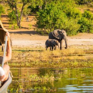 safari afrique