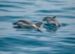 dauphins en pleine mer