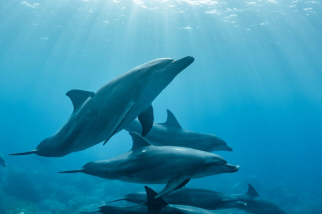 Des dauphins dans la Baie de Sataya-Egypte