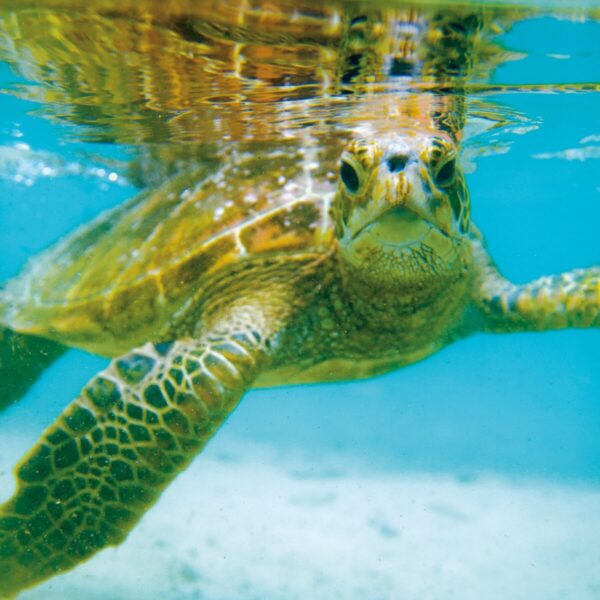 Visite d'un sanctuaire pour Tortues